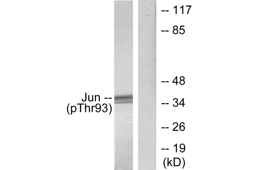 Western Blot - Anti-c-Jun (phospho Thr93) Antibody (A7133) - Antibodies.com
