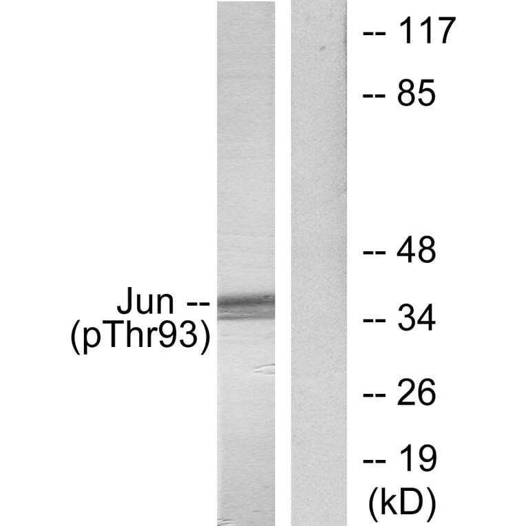 Western Blot - Anti-c-Jun (phospho Thr93) Antibody (A7133) - Antibodies.com