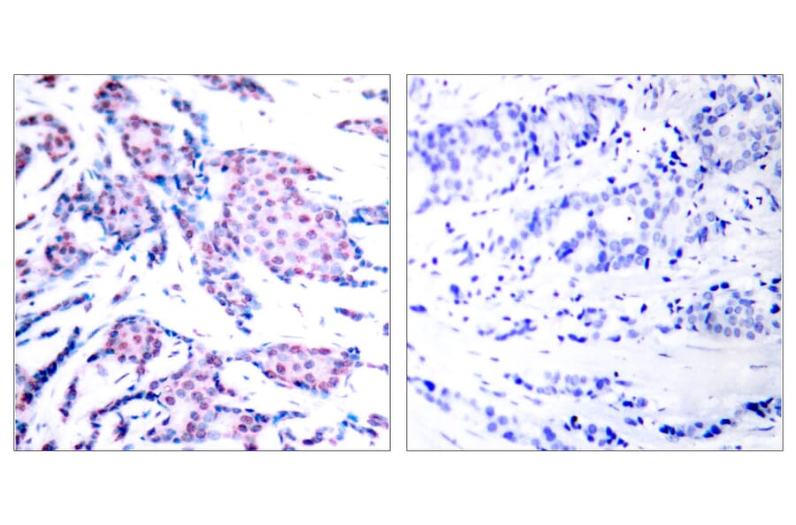 Immunohistochemistry - Anti-c-Jun (phospho Thr93) Antibody (A7133) - Antibodies.com
