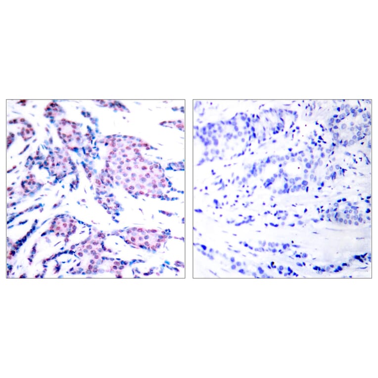 Immunohistochemistry - Anti-c-Jun (phospho Thr93) Antibody (A7133) - Antibodies.com