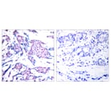 Immunohistochemistry - Anti-c-Jun (phospho Thr93) Antibody (A7133) - Antibodies.com