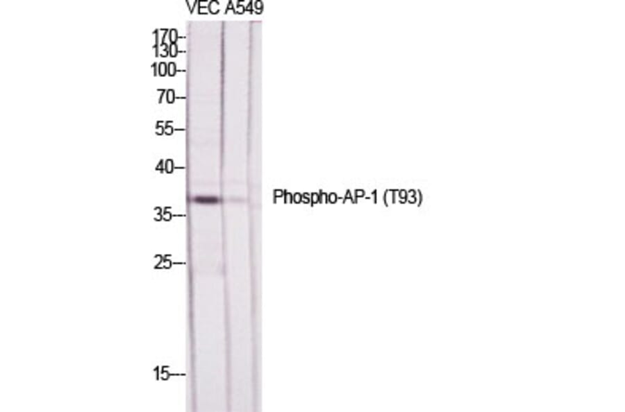 Western Blot - Anti-c-Jun (phospho Thr93) Antibody (A7133) - Antibodies.com