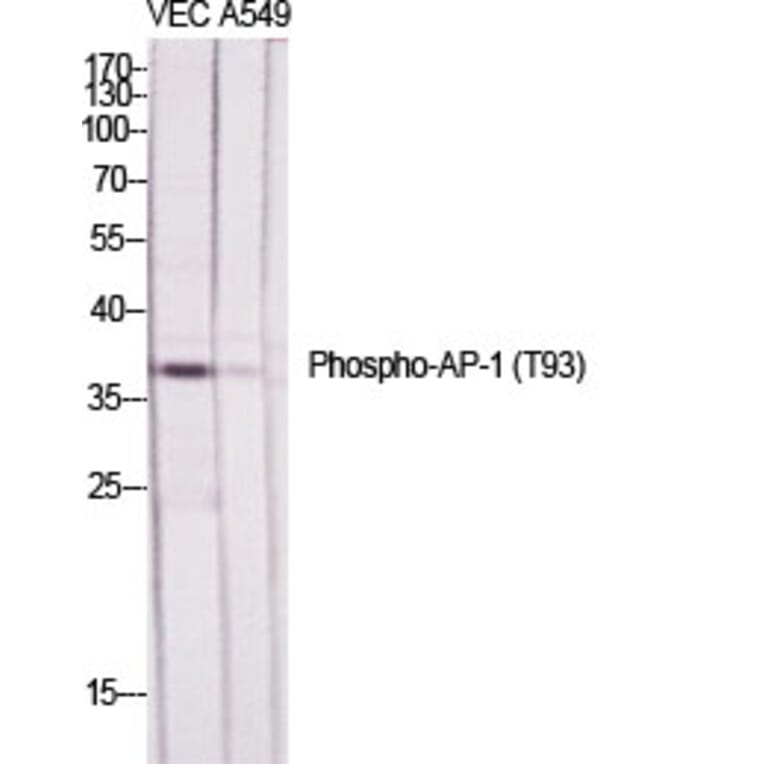 Western Blot - Anti-c-Jun (phospho Thr93) Antibody (A7133) - Antibodies.com