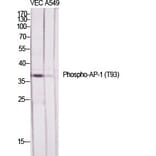 Western Blot - Anti-c-Jun (phospho Thr93) Antibody (A7133) - Antibodies.com