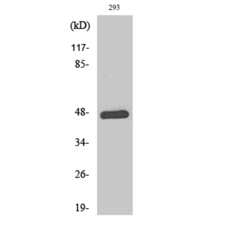 Western Blot - Anti-c-Jun (phospho Thr93) Antibody (A7133) - Antibodies.com