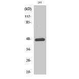 Western Blot - Anti-c-Jun (phospho Thr93) Antibody (A7133) - Antibodies.com