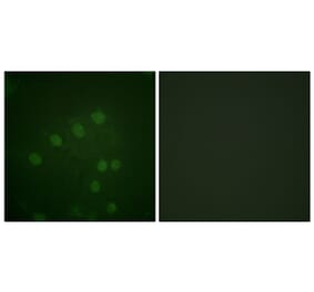 Immunofluorescence - Anti-AurB (phospho Thr232) Antibody (A1021) - Antibodies.com