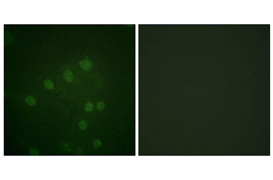 Immunofluorescence - Anti-AurB (phospho Thr232) Antibody (A1021) - Antibodies.com