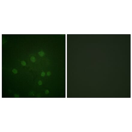 Immunofluorescence - Anti-AurB (phospho Thr232) Antibody (A1021) - Antibodies.com