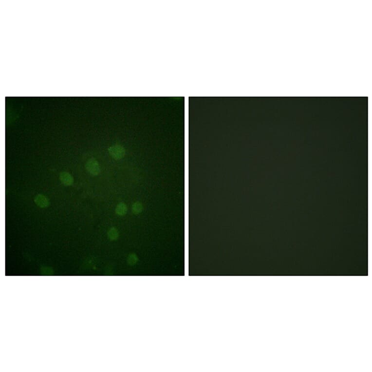 Immunofluorescence - Anti-AurB (phospho Thr232) Antibody (A1021) - Antibodies.com