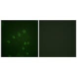 Immunofluorescence - Anti-AurB (phospho Thr232) Antibody (A1021) - Antibodies.com