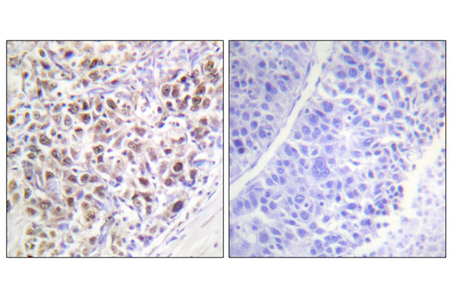 Immunohistochemistry - Anti-AurB (phospho Thr232) Antibody (A1021) - Antibodies.com