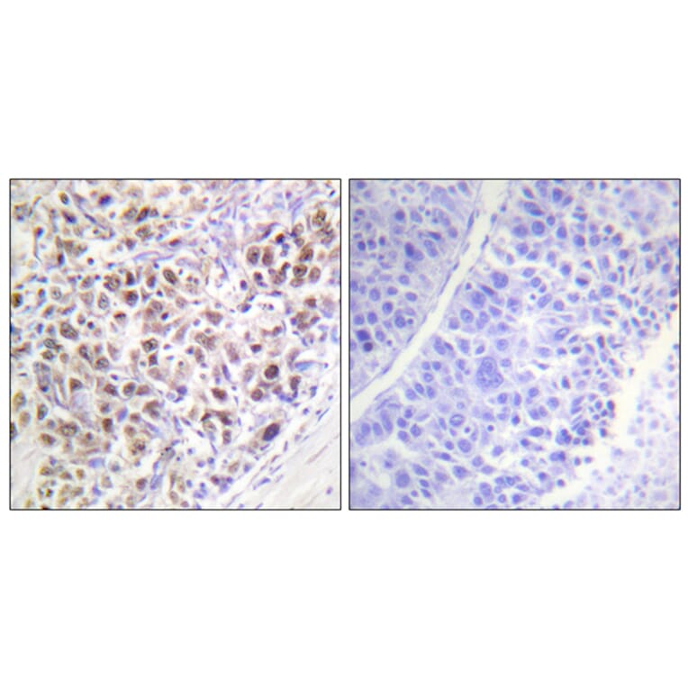 Immunohistochemistry - Anti-AurB (phospho Thr232) Antibody (A1021) - Antibodies.com