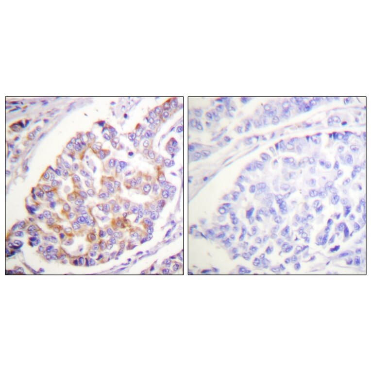 Immunohistochemistry - Anti-ADD1 (phospho Ser726) Antibody (A0002) - Antibodies.com