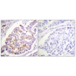 Immunohistochemistry - Anti-ADD1 (phospho Ser726) Antibody (A0002) - Antibodies.com