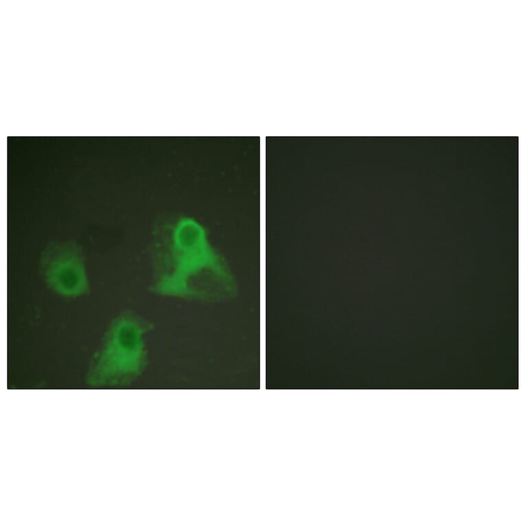 Immunofluorescence - Anti-ADD1 (phospho Ser726) Antibody (A0002) - Antibodies.com