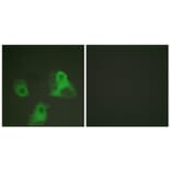 Immunofluorescence - Anti-ADD1 (phospho Ser726) Antibody (A0002) - Antibodies.com