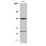 Western Blot - Anti-ADD1 (phospho Ser726) Antibody (A0002) - Antibodies.com