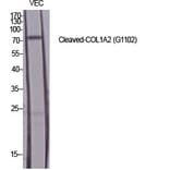 Western Blot - Anti-Collagen I alpha2 (cleaved Gly1102) Antibody (L0220) - Antibodies.com