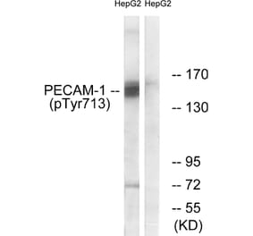 Western Blot - Anti-PECAM-1 (phospho Tyr713) Antibody (A0547) - Antibodies.com