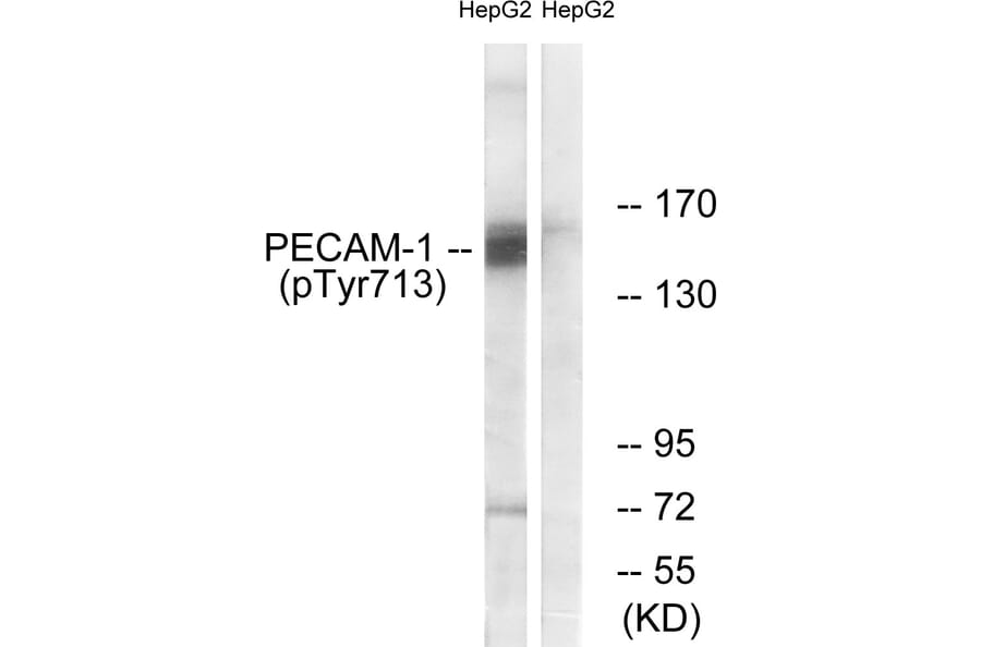 Western Blot - Anti-PECAM-1 (phospho Tyr713) Antibody (A0547) - Antibodies.com
