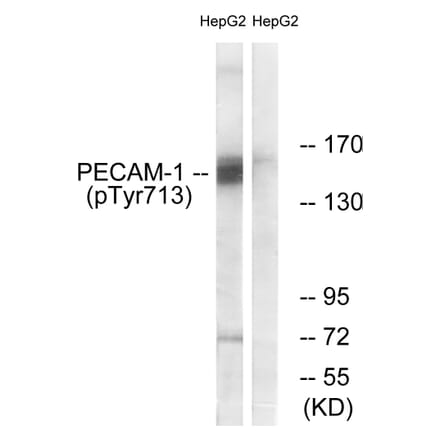 Western Blot - Anti-PECAM-1 (phospho Tyr713) Antibody (A0547) - Antibodies.com