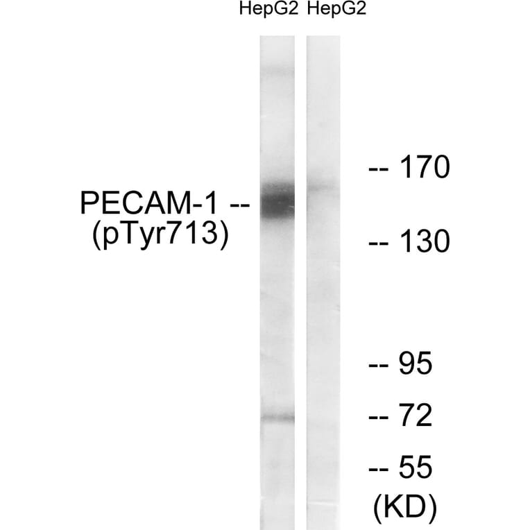 Western Blot - Anti-PECAM-1 (phospho Tyr713) Antibody (A0547) - Antibodies.com