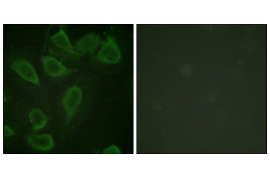 Immunofluorescence - Anti-PECAM-1 (phospho Tyr713) Antibody (A0547) - Antibodies.com