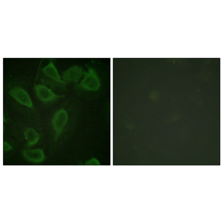 Immunofluorescence - Anti-PECAM-1 (phospho Tyr713) Antibody (A0547) - Antibodies.com