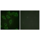 Immunofluorescence - Anti-PECAM-1 (phospho Tyr713) Antibody (A0547) - Antibodies.com