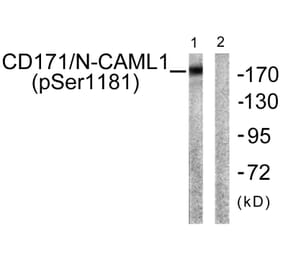 Western Blot - Anti-CD171 (phospho Ser1181) Antibody (A0841) - Antibodies.com