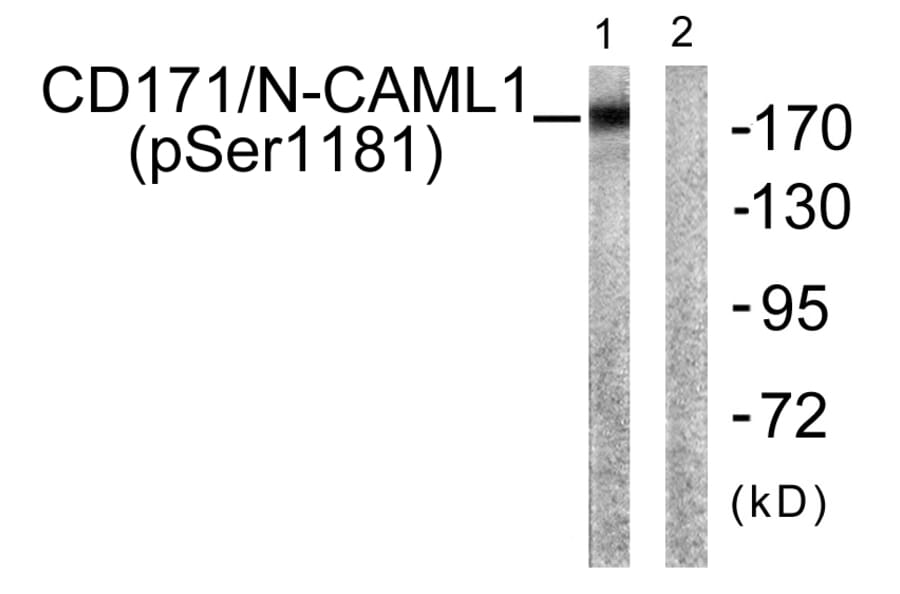 Western Blot - Anti-CD171 (phospho Ser1181) Antibody (A0841) - Antibodies.com