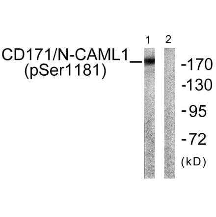 Western Blot - Anti-CD171 (phospho Ser1181) Antibody (A0841) - Antibodies.com