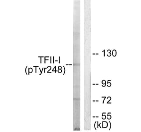 Western Blot - Anti-TFII-I (phospho Tyr248) Antibody (A0584) - Antibodies.com