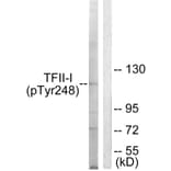 Western Blot - Anti-TFII-I (phospho Tyr248) Antibody (A0584) - Antibodies.com