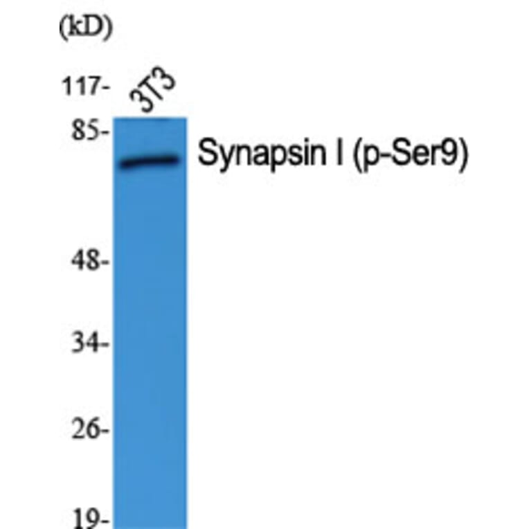 Western Blot - Anti-Synapsin (phospho Ser9) Antibody (A7233) - Antibodies.com