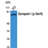 Western Blot - Anti-Synapsin (phospho Ser9) Antibody (A7233) - Antibodies.com