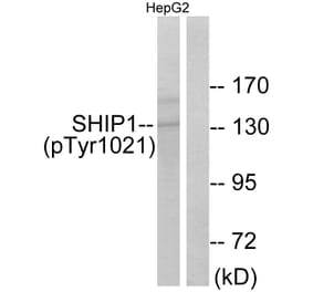 Western Blot - Anti-SHIP1 (phospho Tyr1021) Antibody (A0738) - Antibodies.com