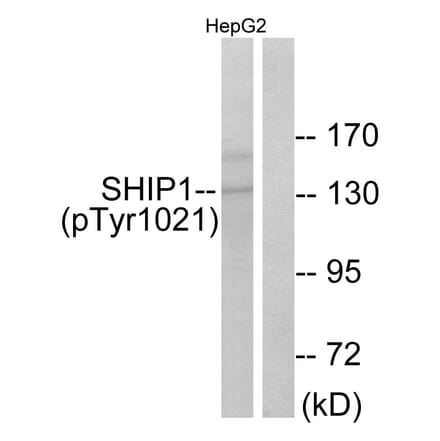Western Blot - Anti-SHIP1 (phospho Tyr1021) Antibody (A0738) - Antibodies.com