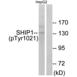 Western Blot - Anti-SHIP1 (phospho Tyr1021) Antibody (A0738) - Antibodies.com