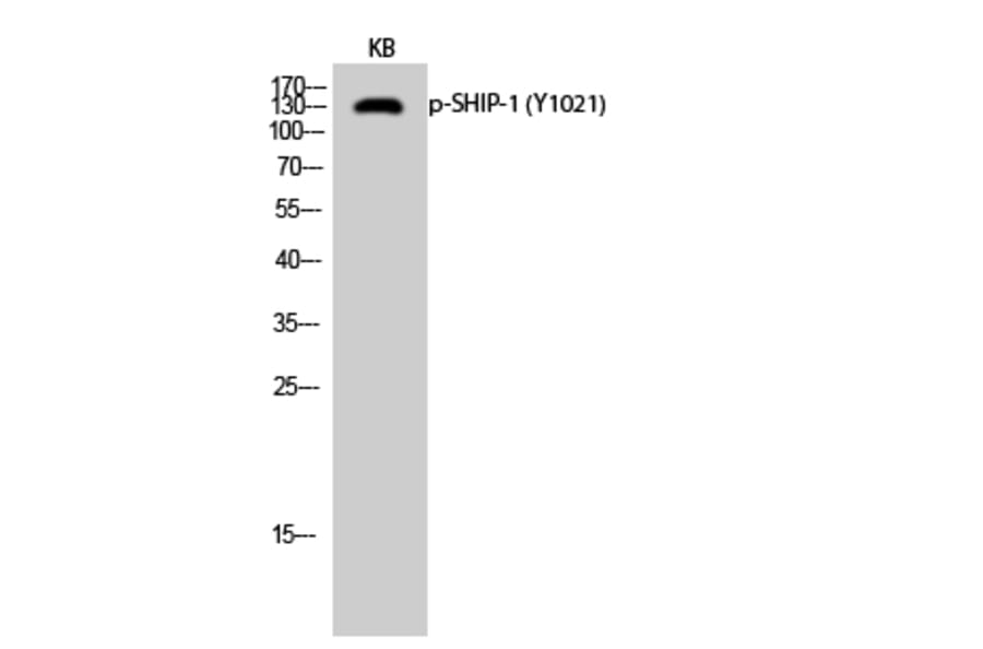 Western Blot - Anti-SHIP1 (phospho Tyr1021) Antibody (A0738) - Antibodies.com