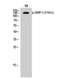 Western Blot - Anti-SHIP1 (phospho Tyr1021) Antibody (A0738) - Antibodies.com