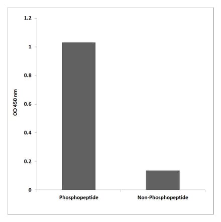 ELISA - Anti-PSD-95 (phospho Ser295) Antibody (P12-1051) - Antibodies.com