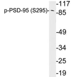 Western Blot - Anti-PSD-95 (phospho Ser295) Antibody (P12-1051) - Antibodies.com