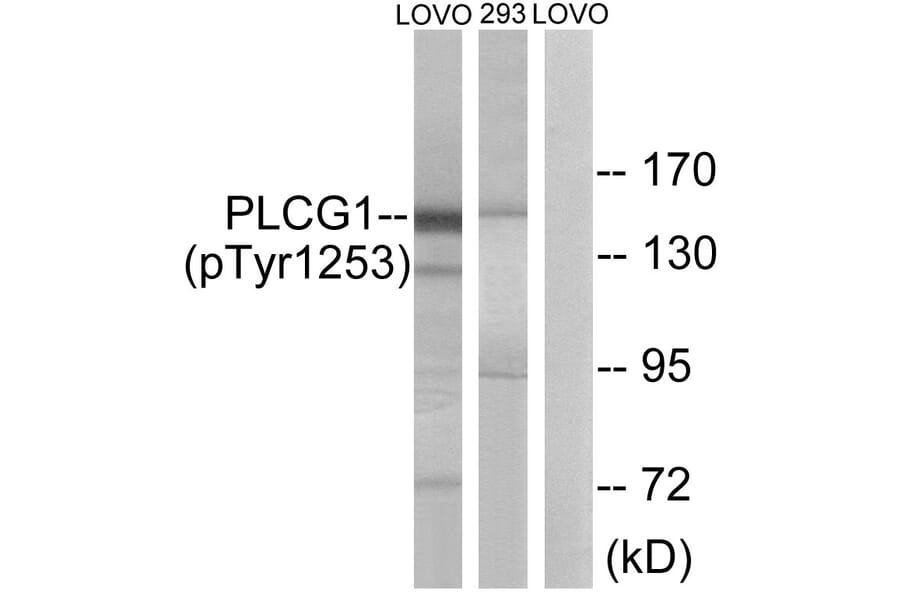 Western Blot - Anti-PLCG1 (phospho Tyr1253) Antibody (A0551) - Antibodies.com
