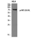 Western Blot - Anti-Merlin (phospho Ser518) Antibody (A7150) - Antibodies.com