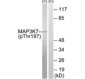 Western Blot - Anti-MAP3K7 (phospho Thr187) Antibody (A8132) - Antibodies.com