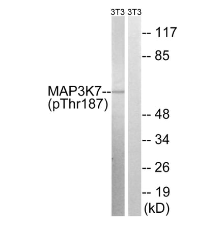 Western Blot - Anti-MAP3K7 (phospho Thr187) Antibody (A8132) - Antibodies.com