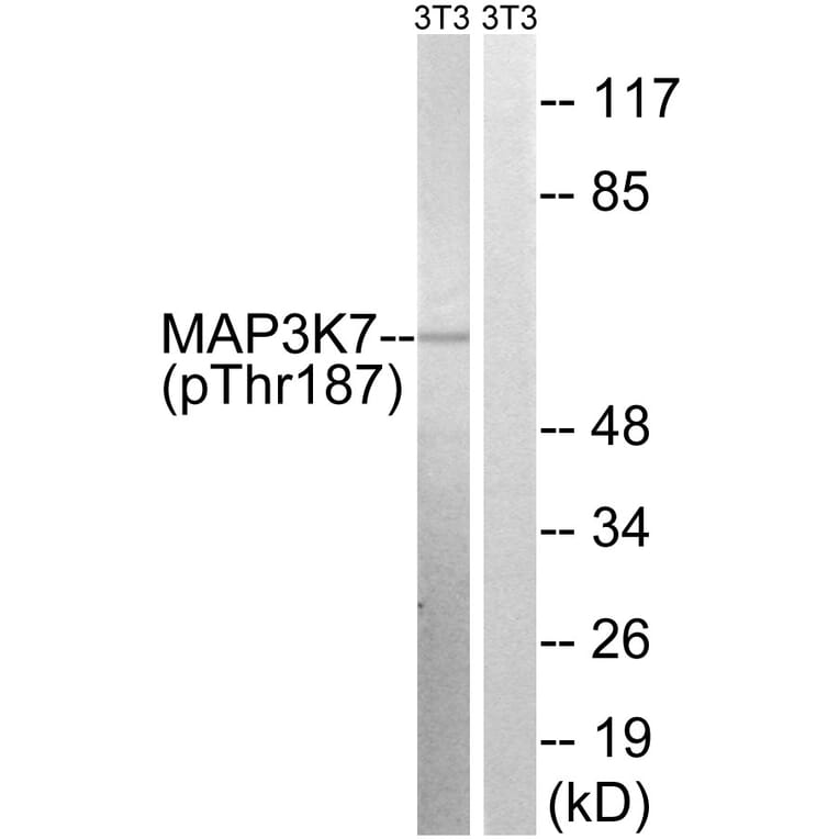 Western Blot - Anti-MAP3K7 (phospho Thr187) Antibody (A8132) - Antibodies.com