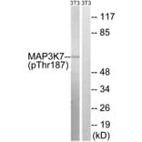 Western Blot - Anti-MAP3K7 (phospho Thr187) Antibody (A8132) - Antibodies.com
